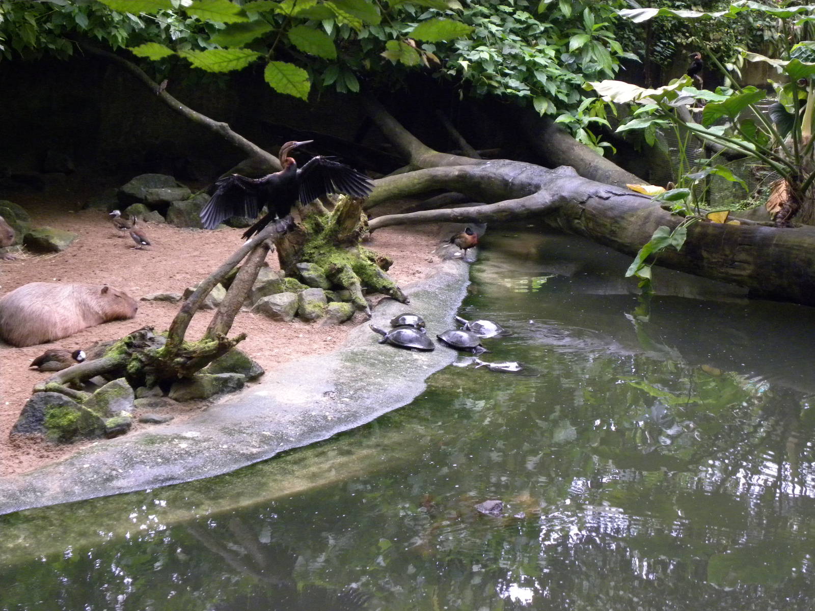 African Darter (bush)