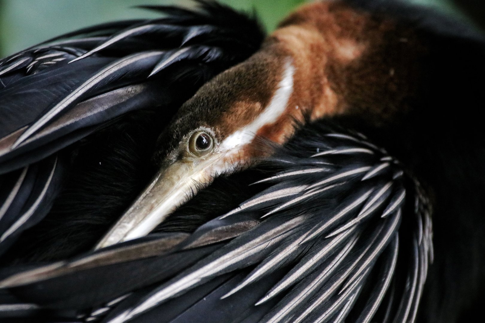 African Darter Closeup