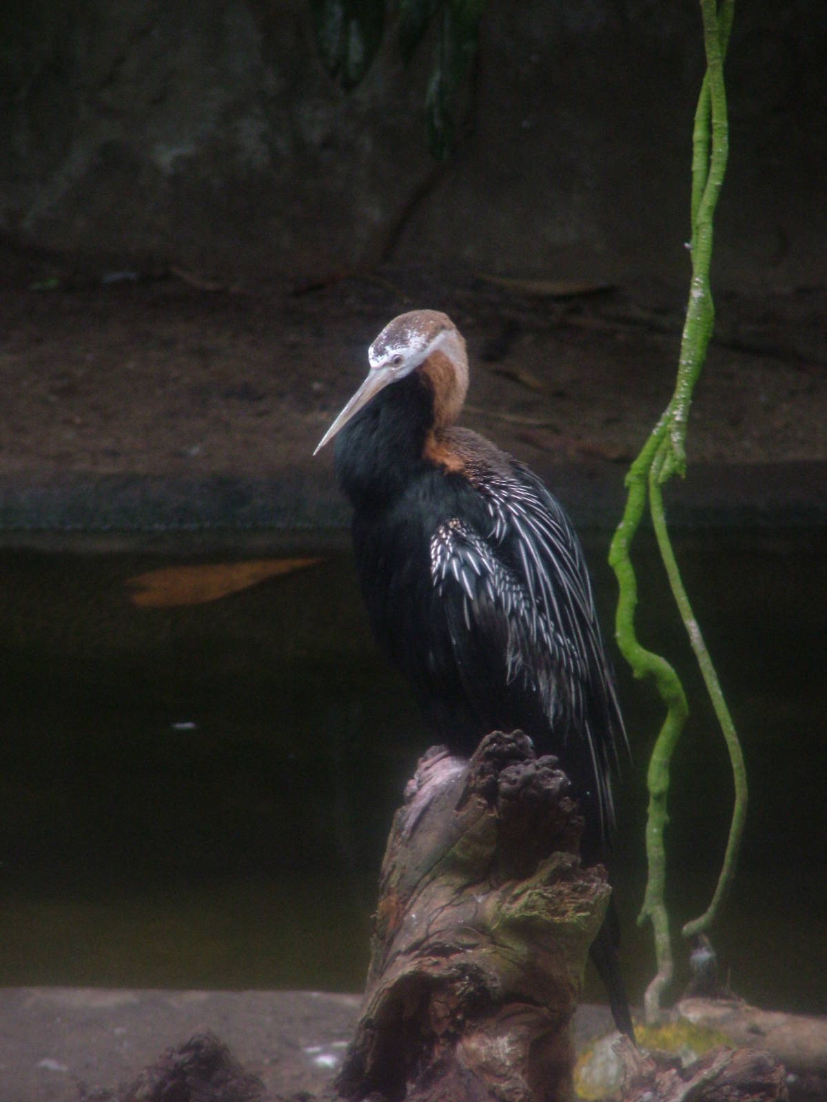 African Darter in Burgers Mangrove at Burgers Zoo Arnhem, 29/08/10