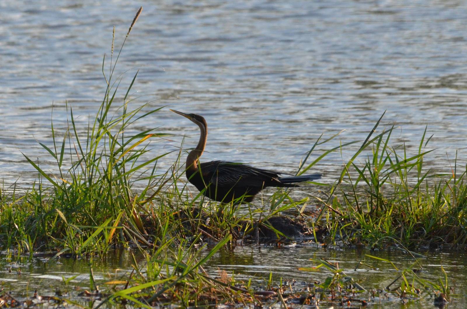 African Darter, Khwai Community Area, Botswana, 24/04/16