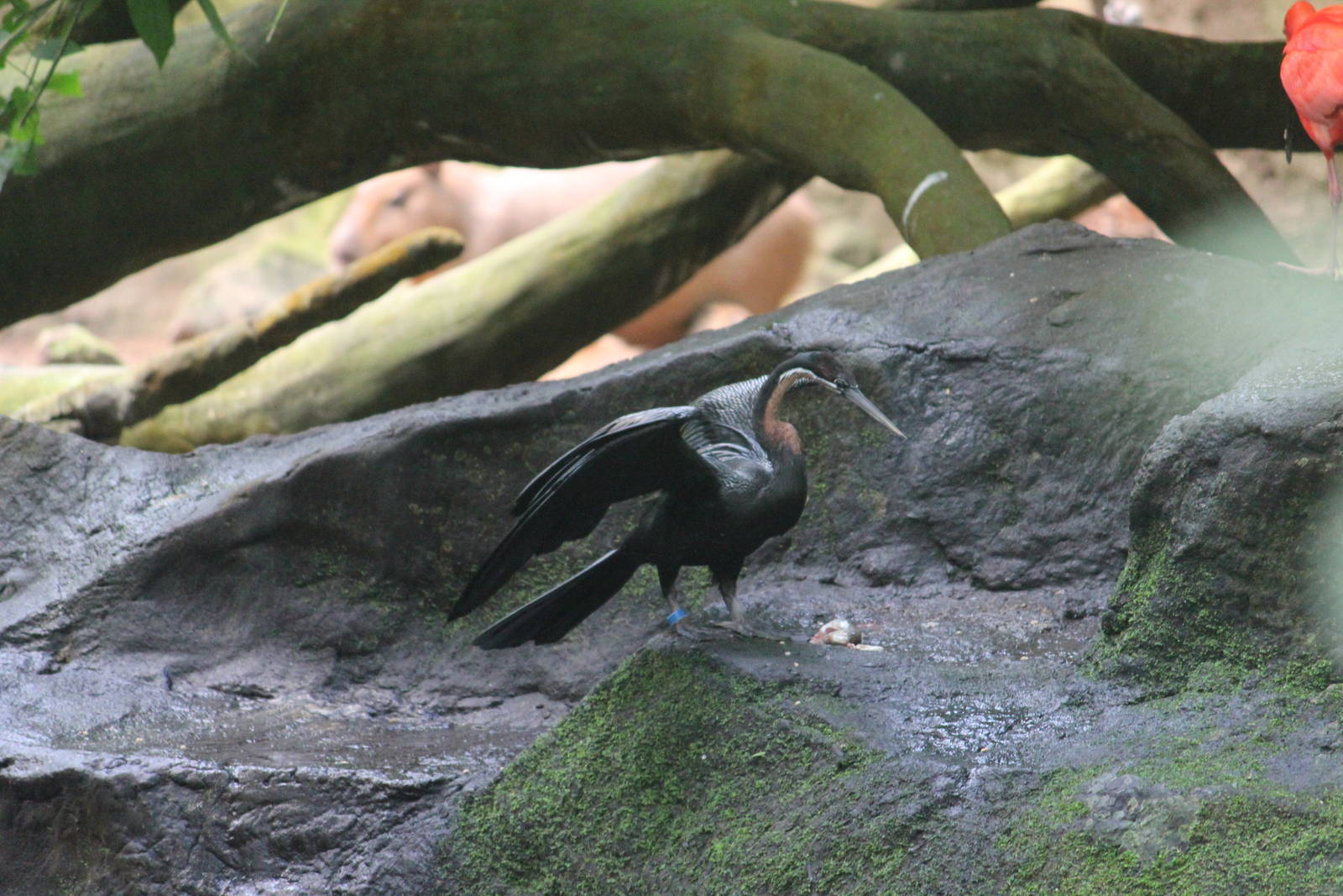 African darter