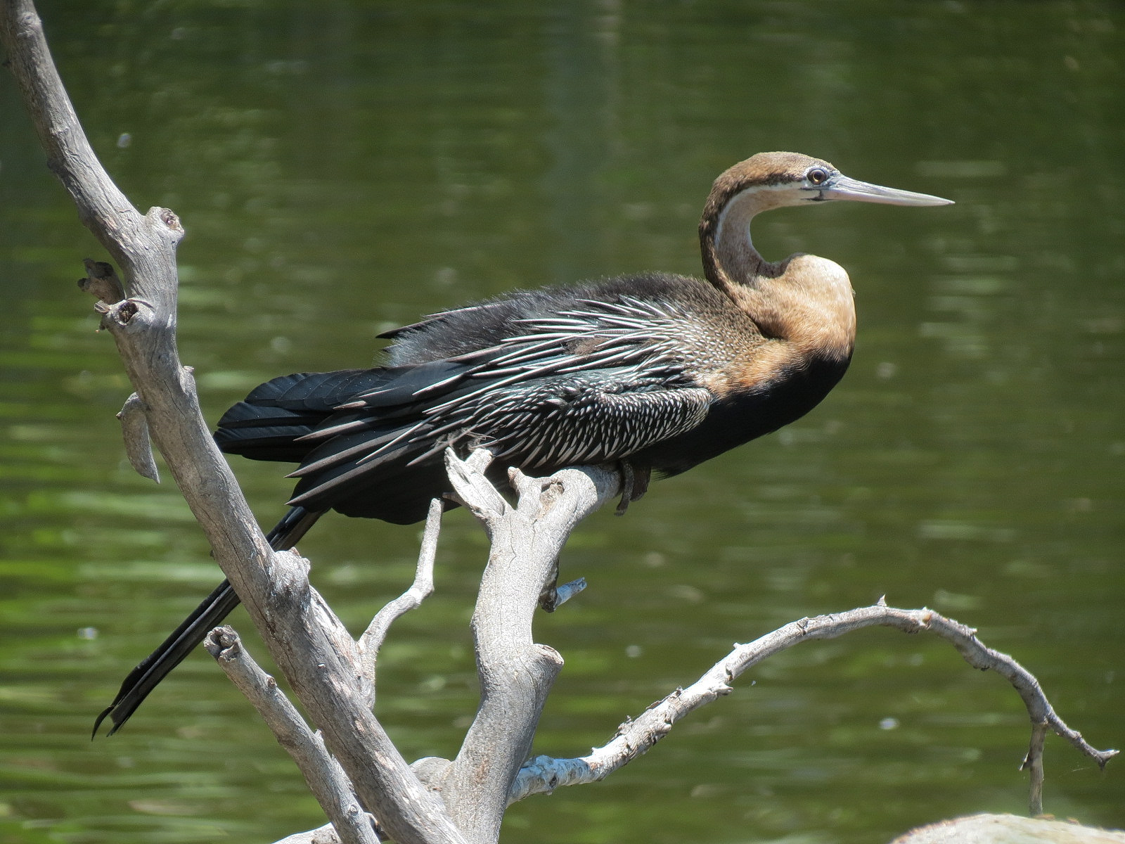 African Darter