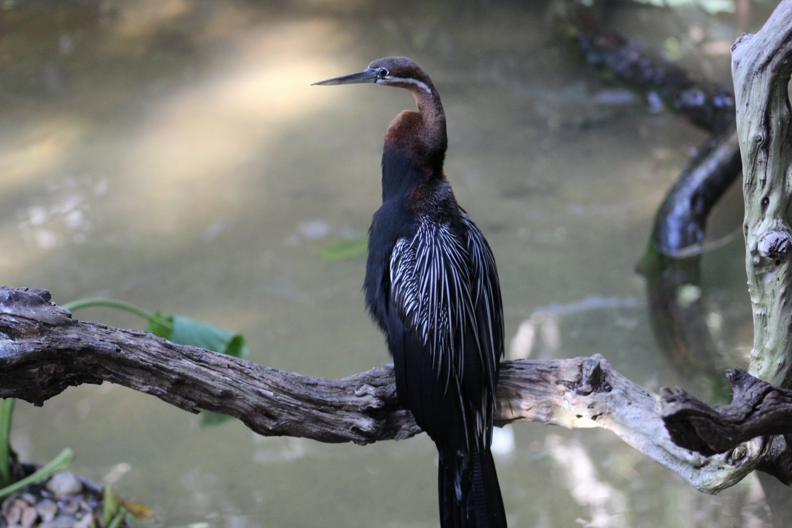 African Darter