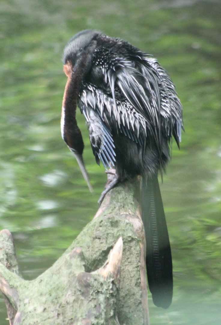 African darter