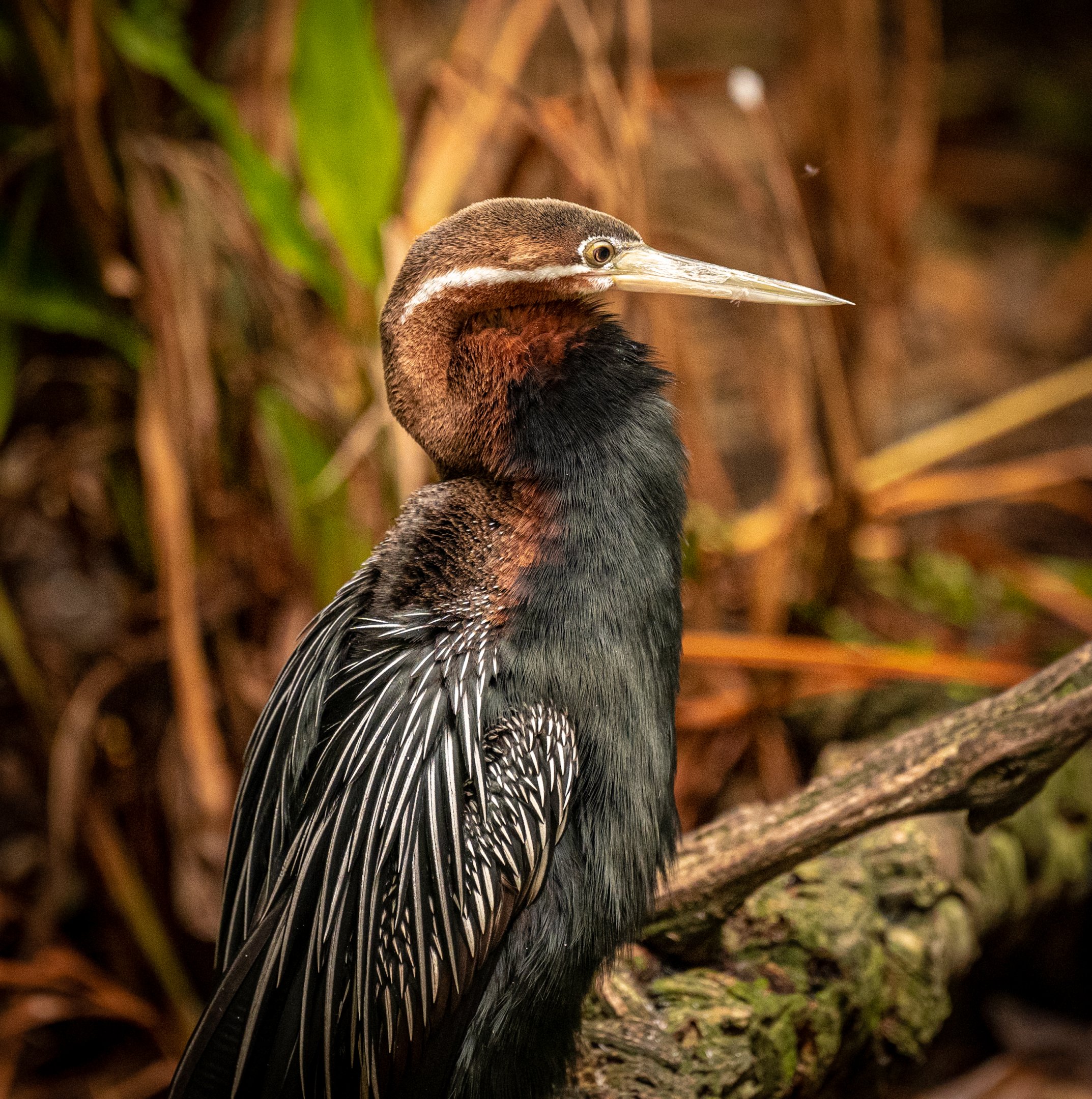 African Darter