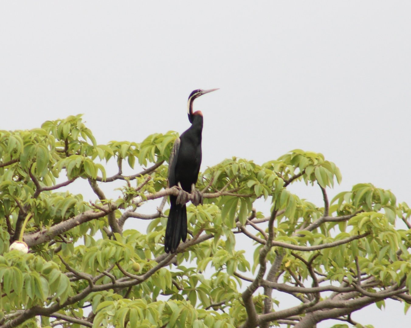 African darter