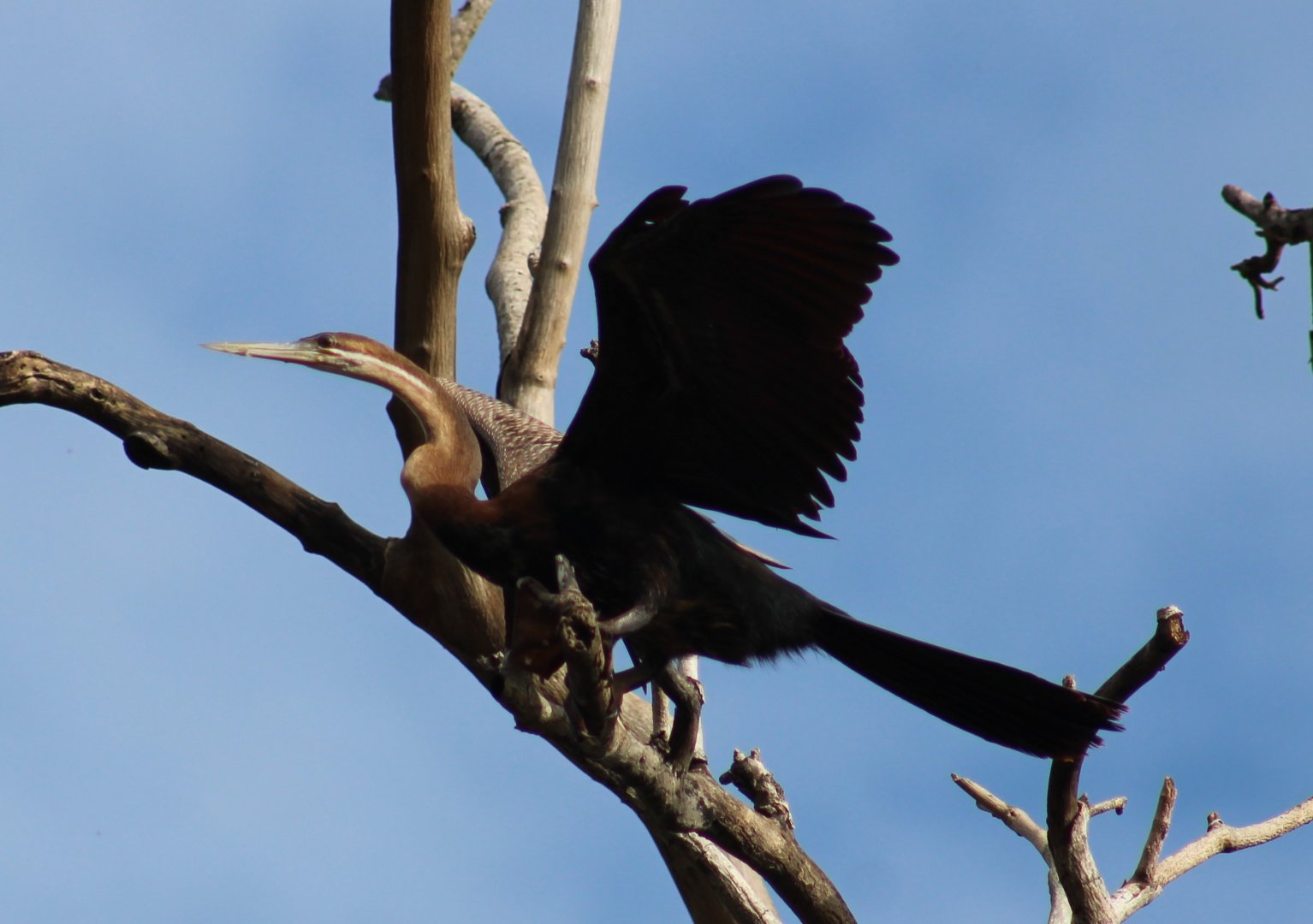 African darter
