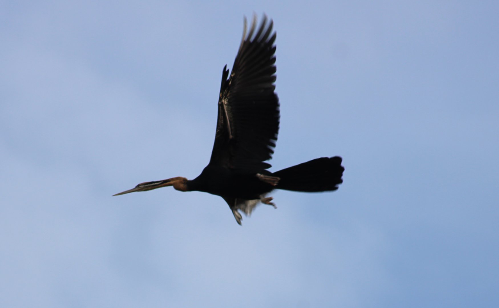 African darter