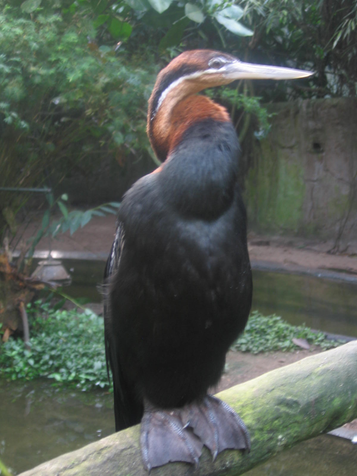 African Darter