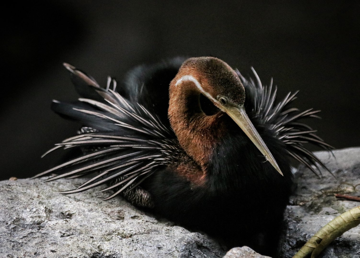 African Darter