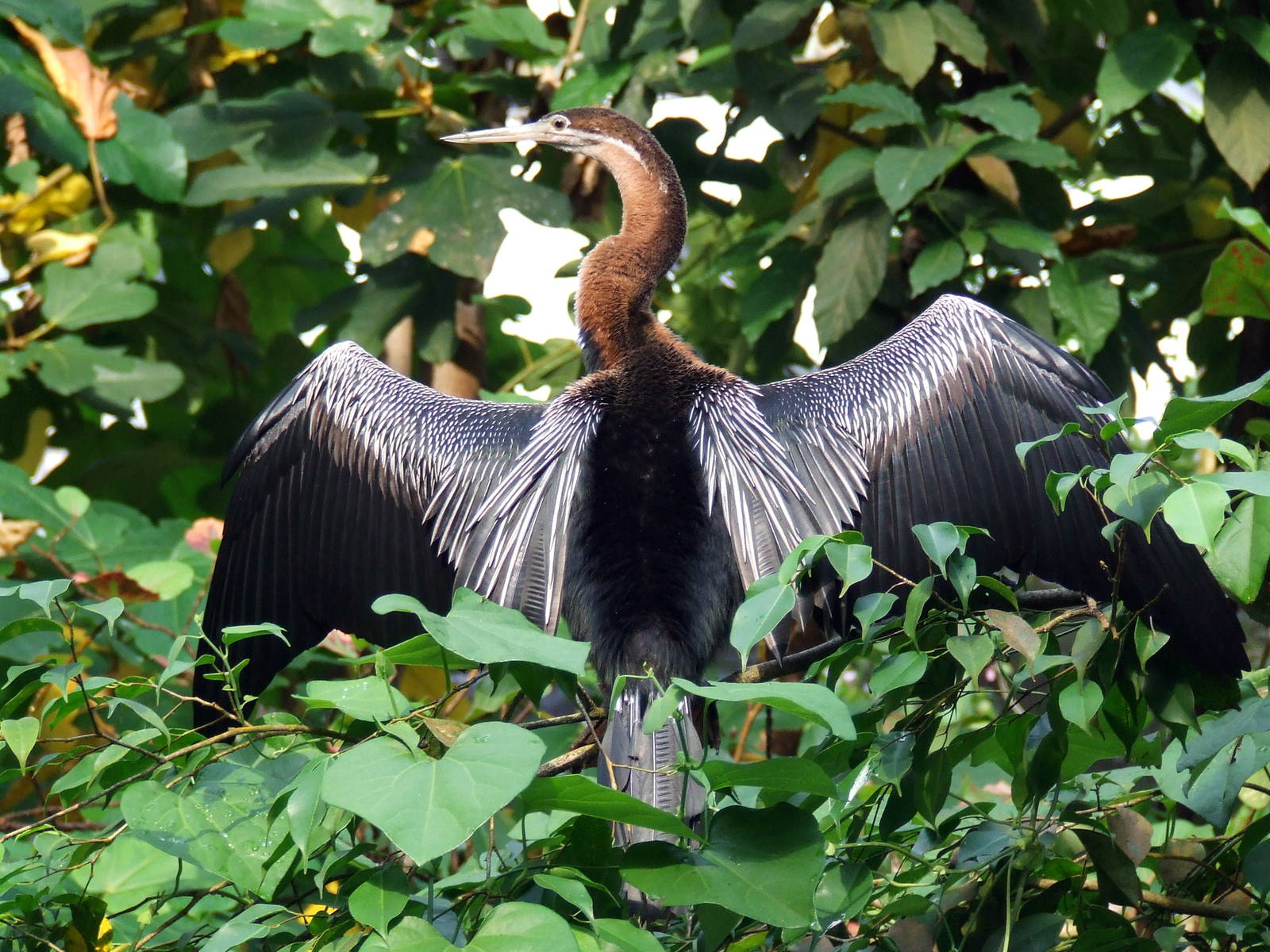 African Darter