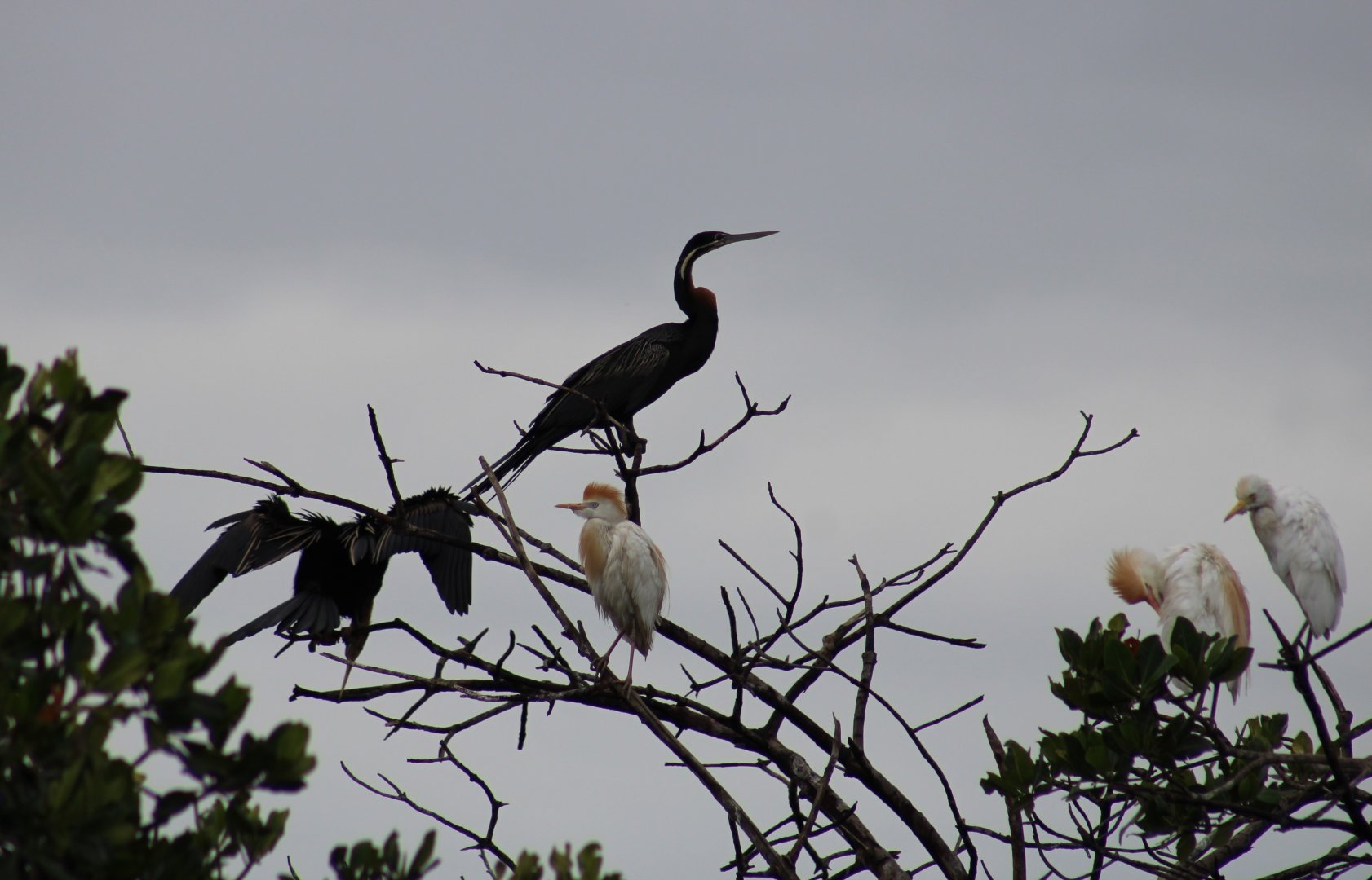 African darters and Cattle egrets