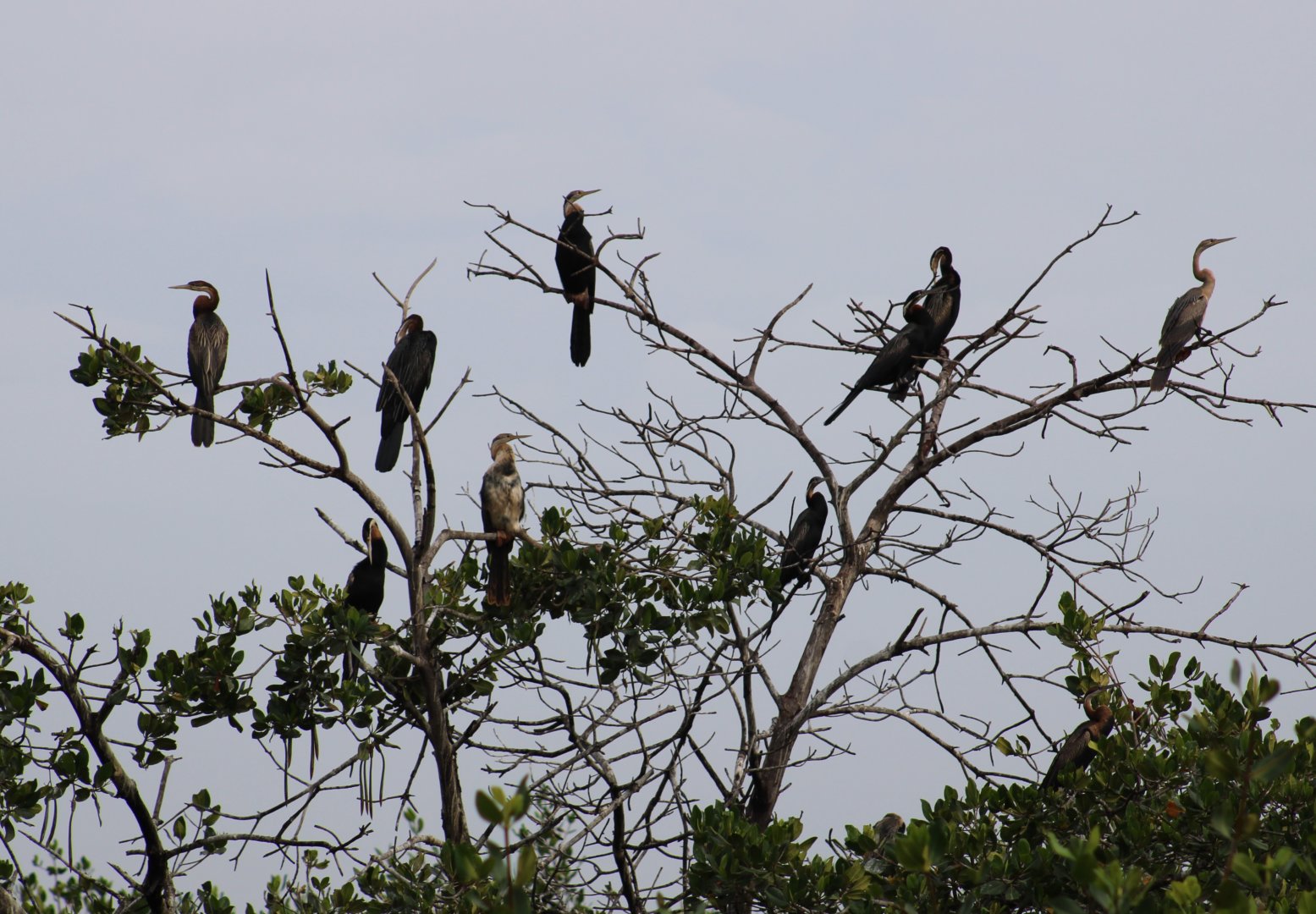 African darters