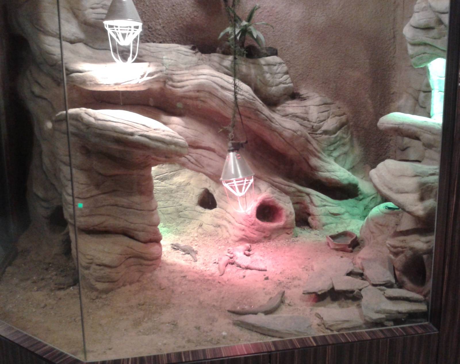 African desert enclosure