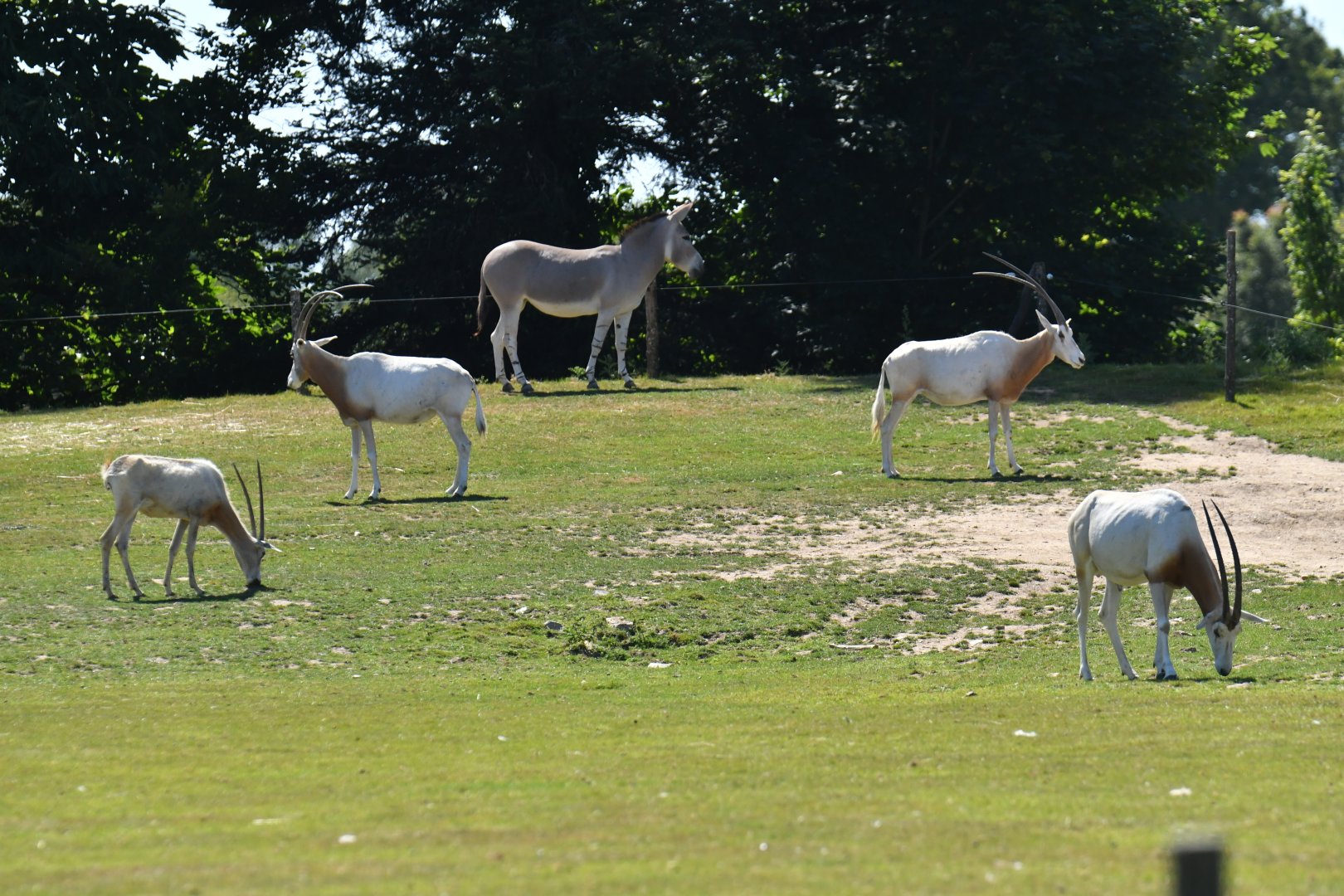 African desert enclosure