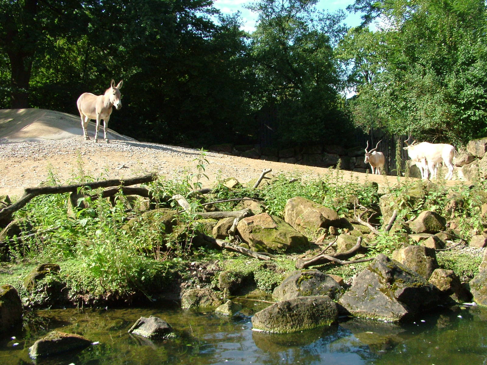 African desert ungulates at Hannover Zoo 2007