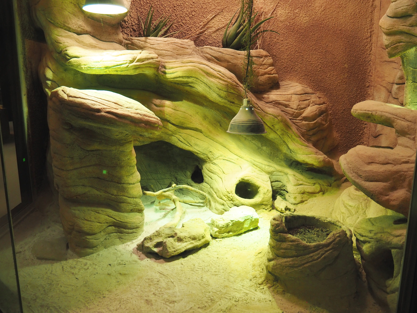 African deserts mixed terrarium, 2020-09-20