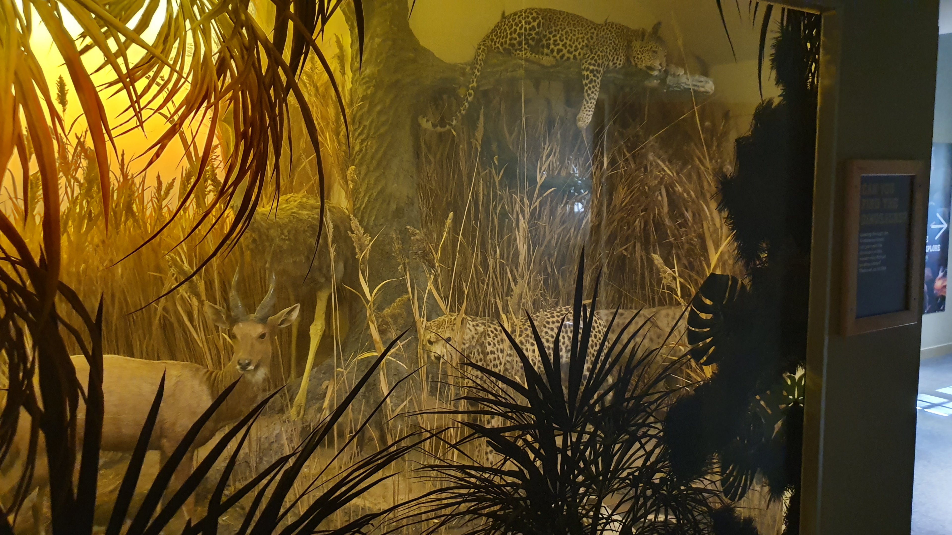 African Diorama, Wollaton Hall NHM, 19th July 2021