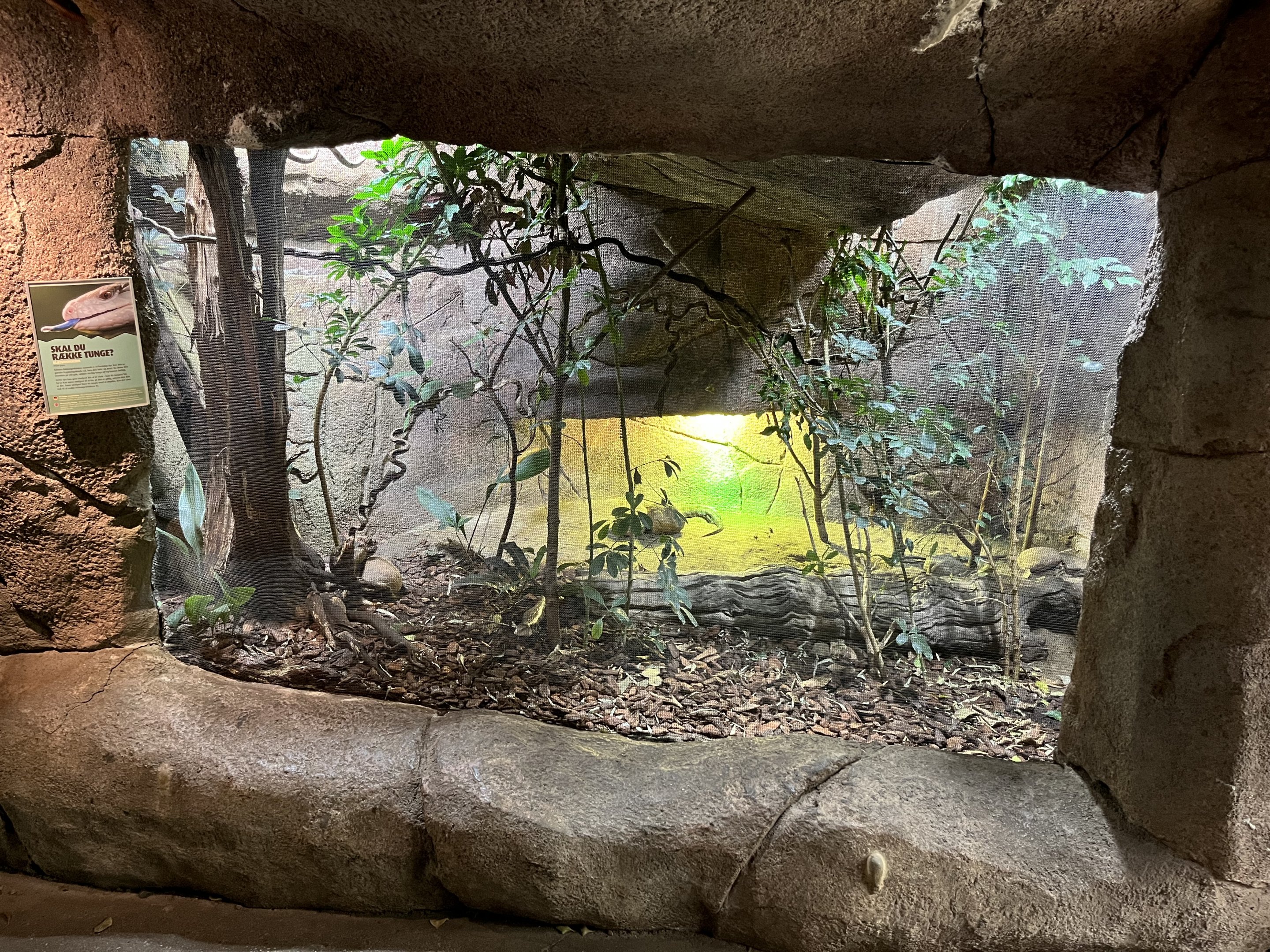 African Dome - Blue Tongued Skink Exhibit