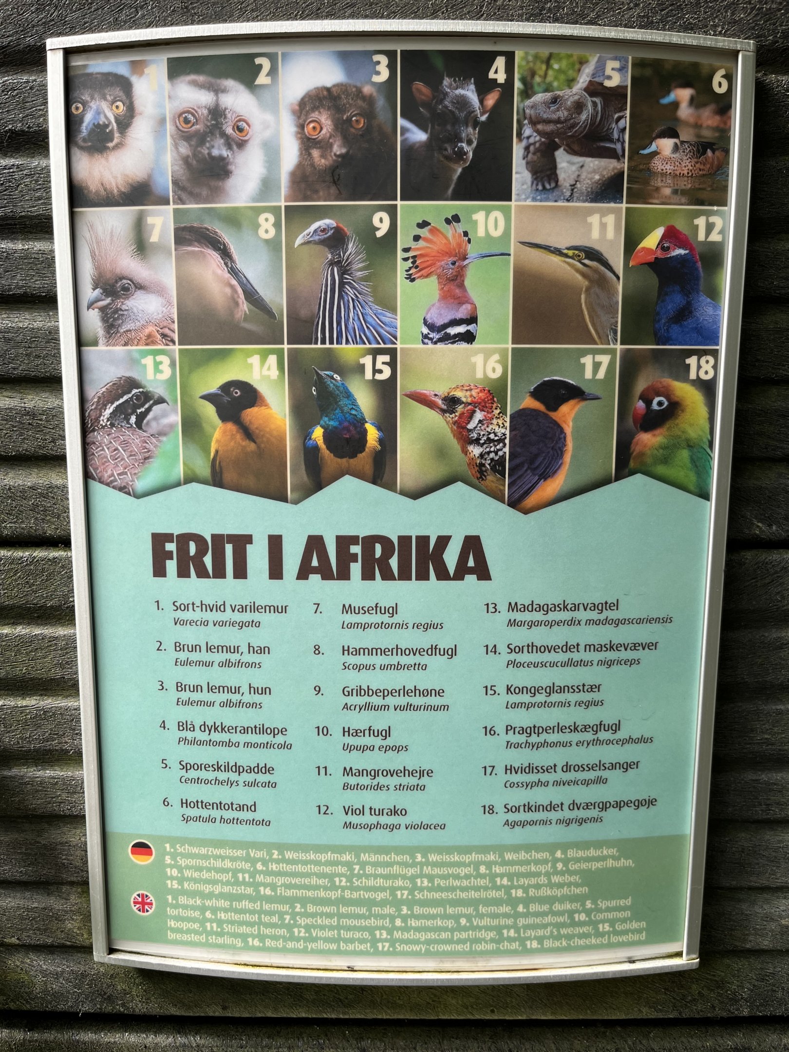 African Dome - free ranging species