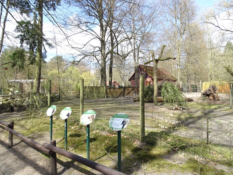 African domestics enclosure