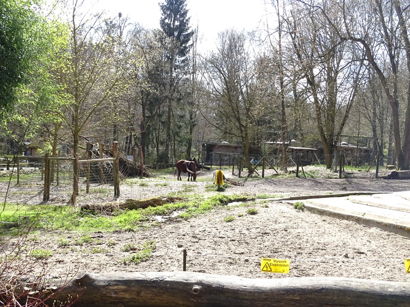 African domestics enclosure