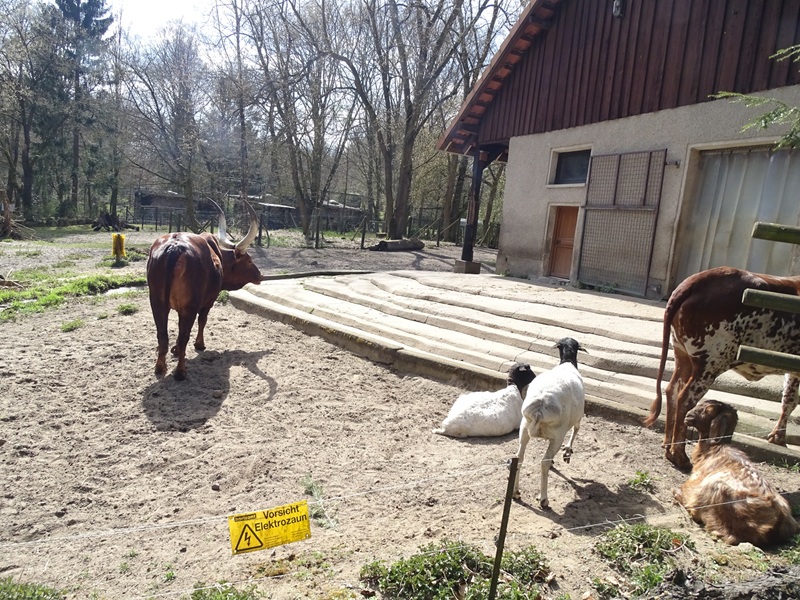 African domestics enclosure
