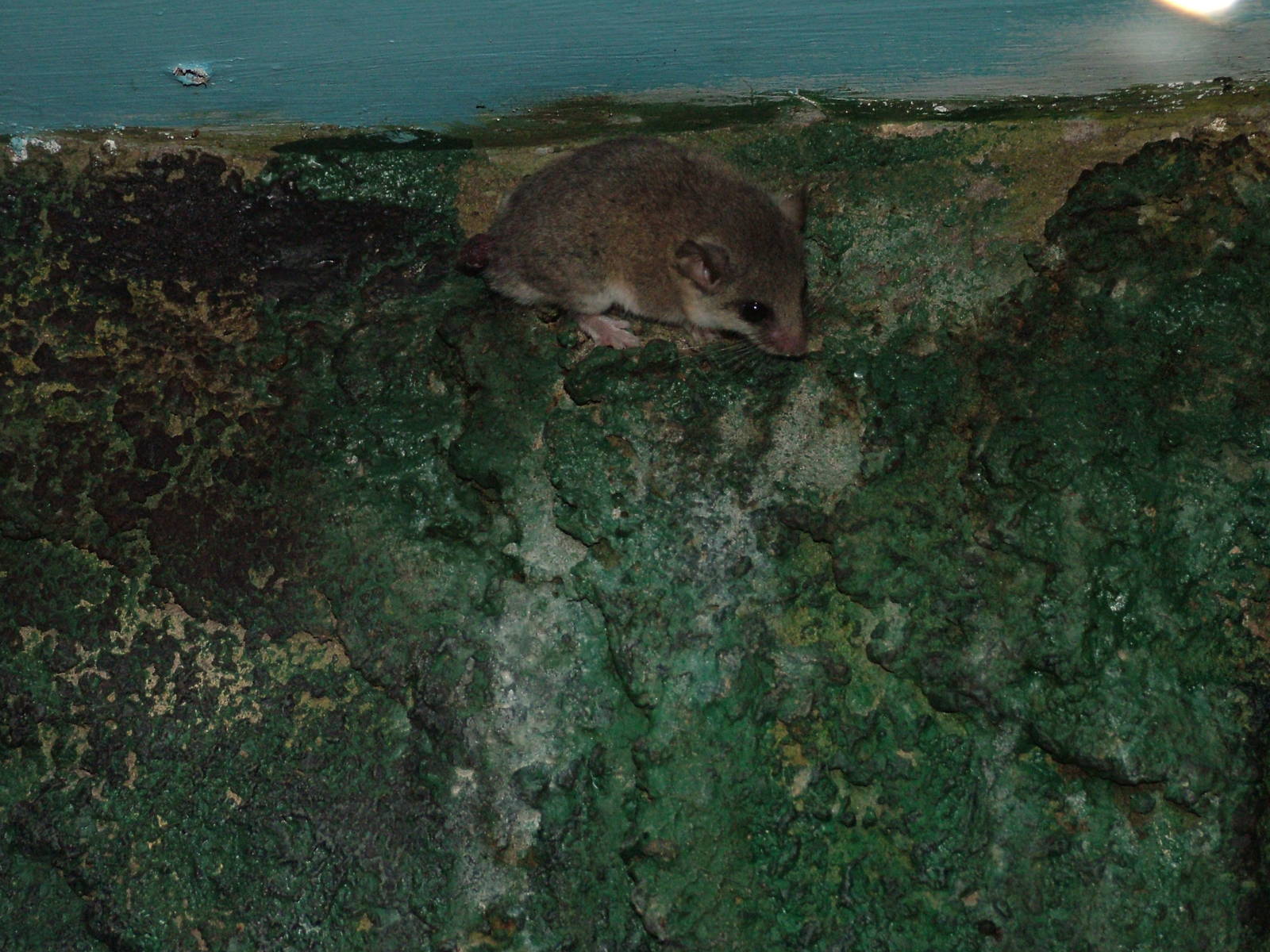 African Dormouse at Birmingham Nature Centre 28/02/10