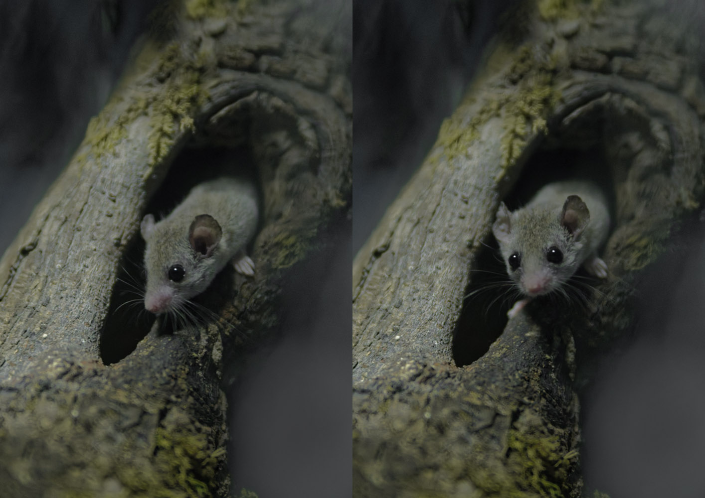 African dormouse double