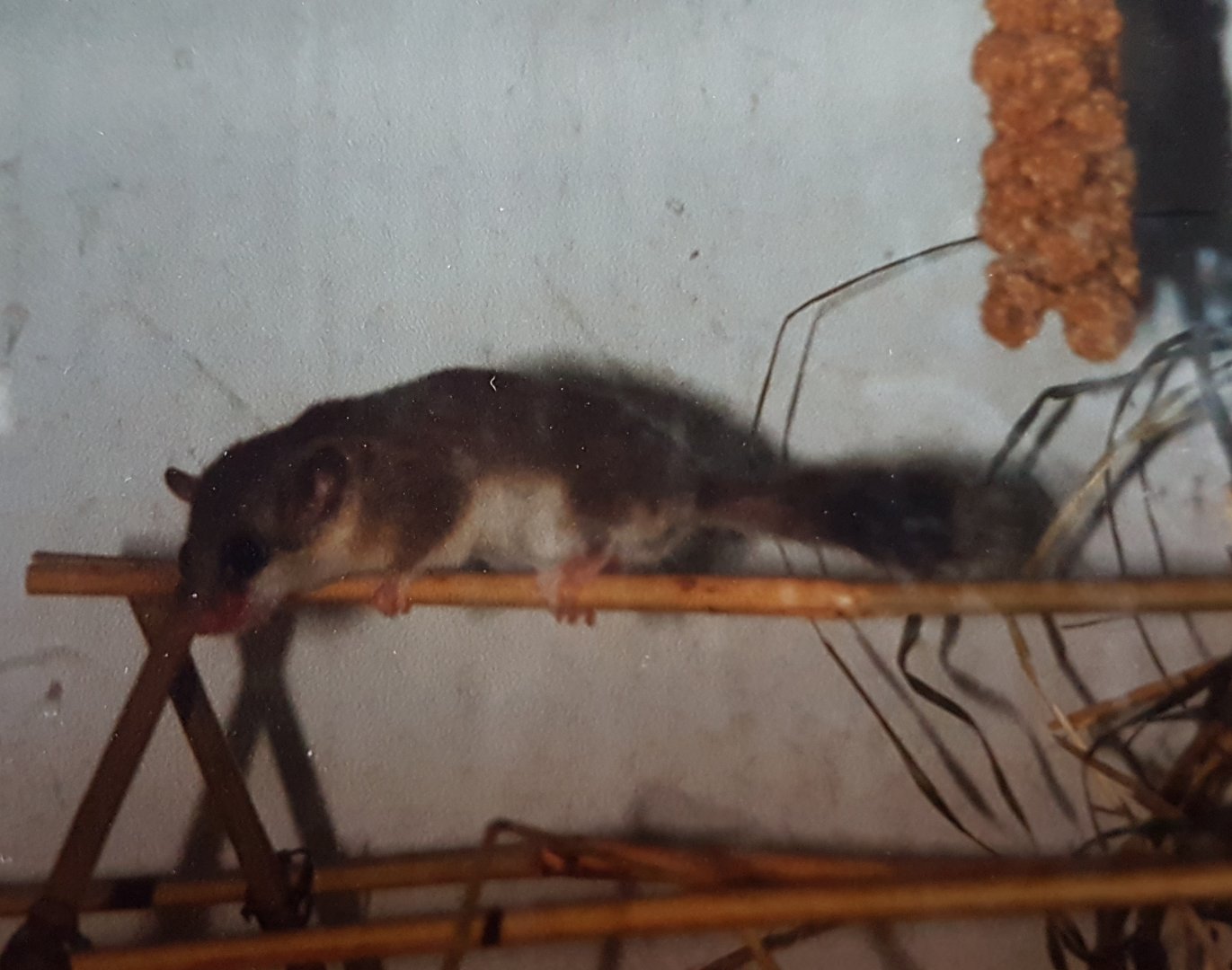 African Dormouse