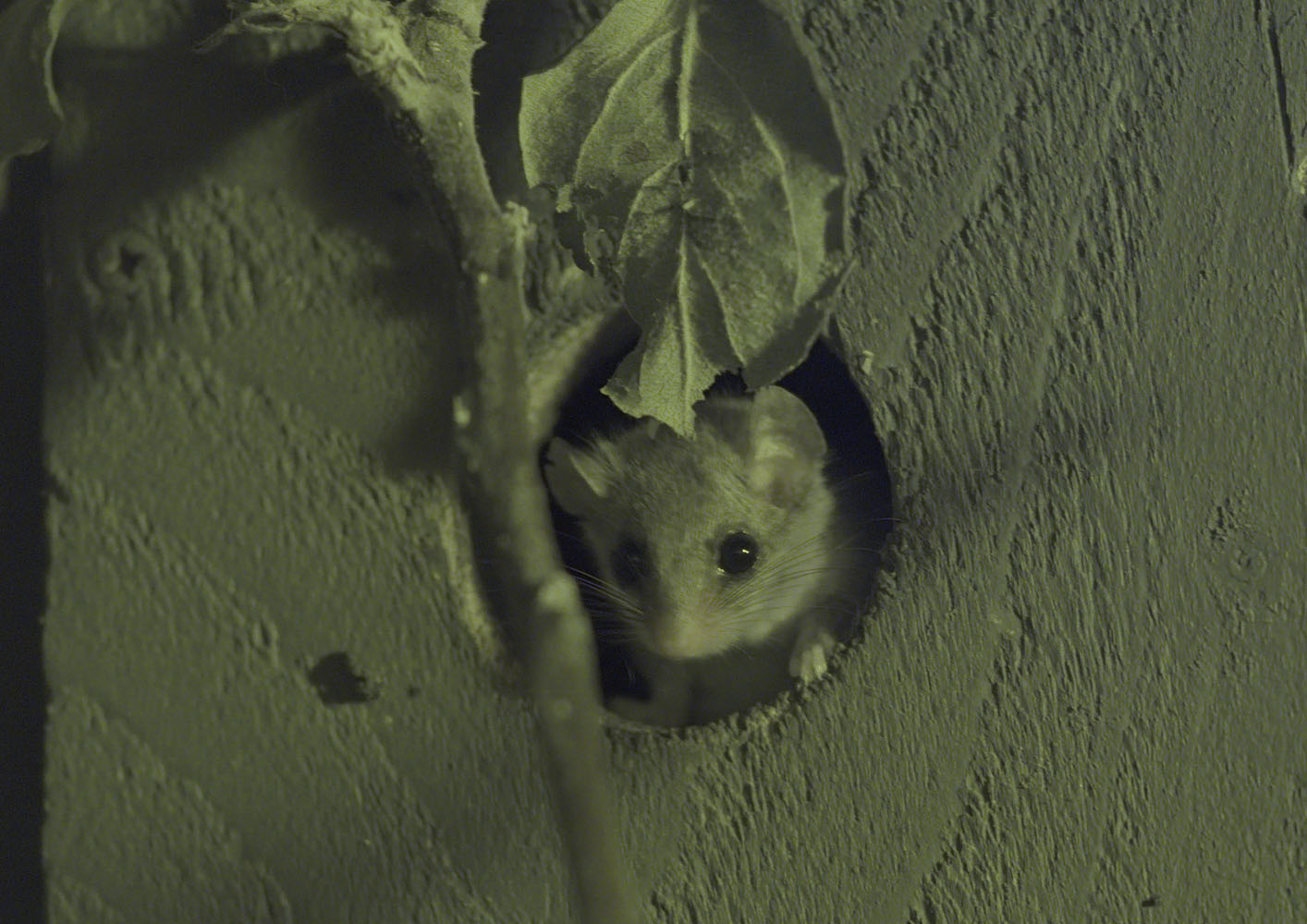 African dormouse