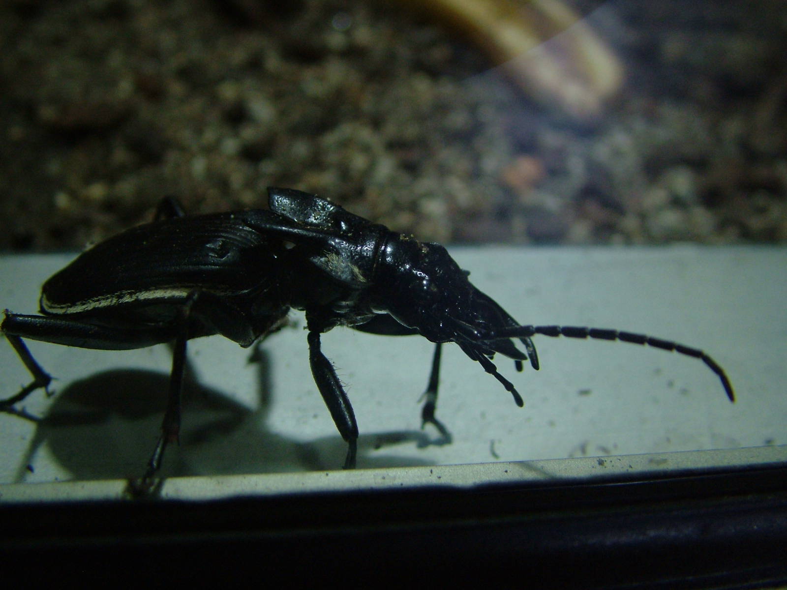 African Drago Beetle at Berlin Zoo Aquarium, 31/08/11