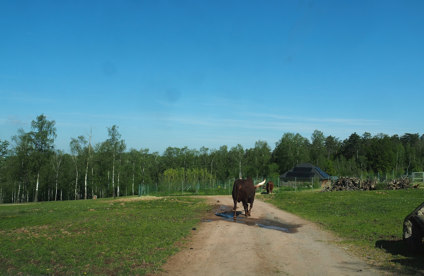 African drive-through safari, 2023-05-19