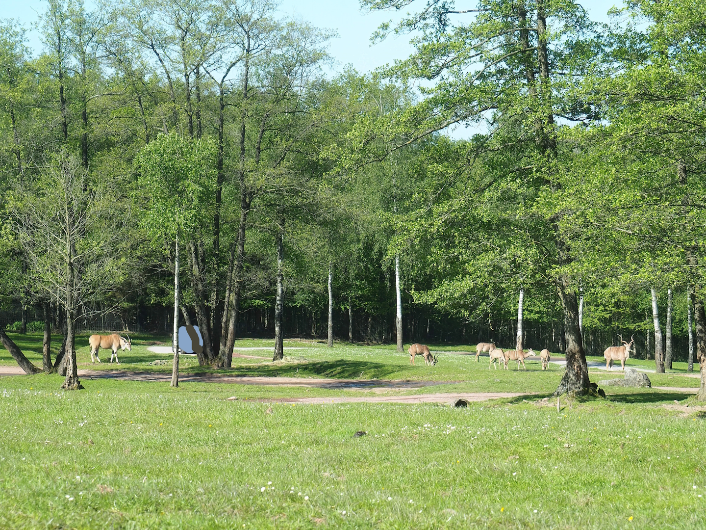 African drive-through safari, 2023-05-19
