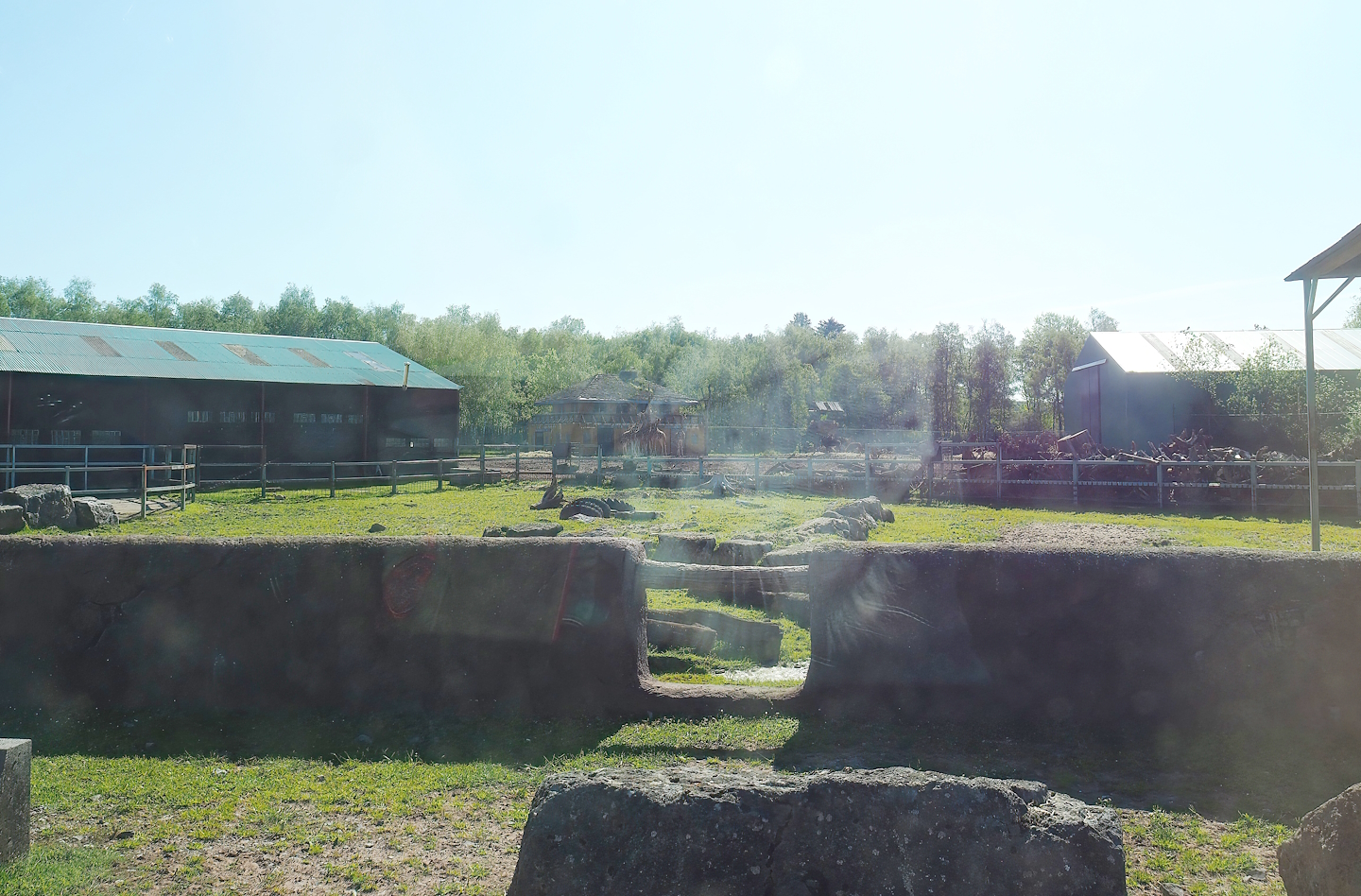 African drive-through safari - Former African bush elephant paddock, now part of the Southern white rhinoceros and warthog paddock, 2023-05-19