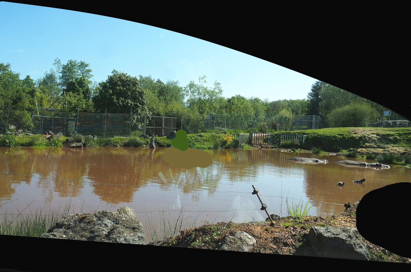 African drive-through safari - Hippopotamus pond separated from main drive-through exhibit, 2023-05-19