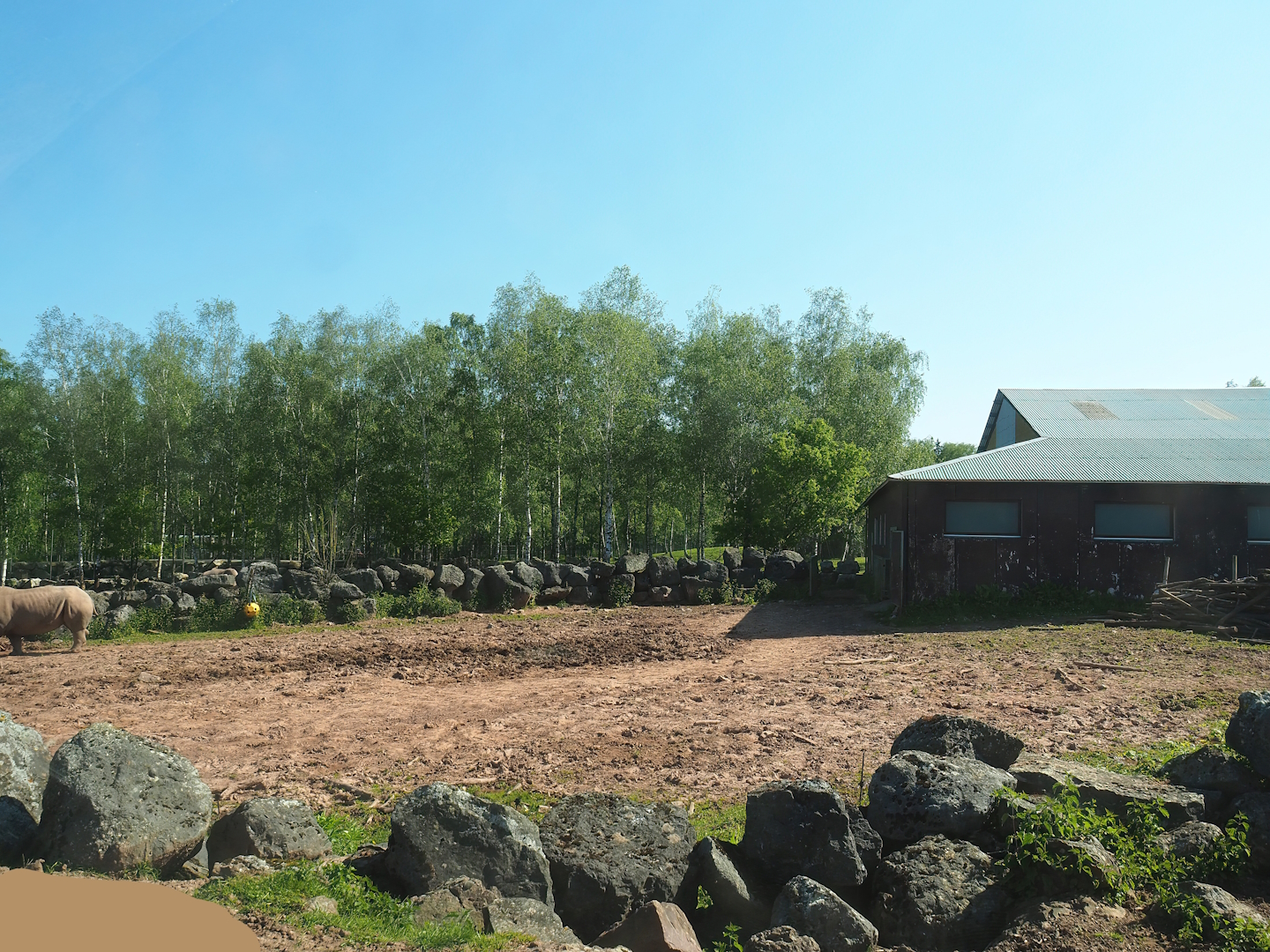 African drive-through safari - Southern white rhinoceros and warthog paddock, 2023-05-19