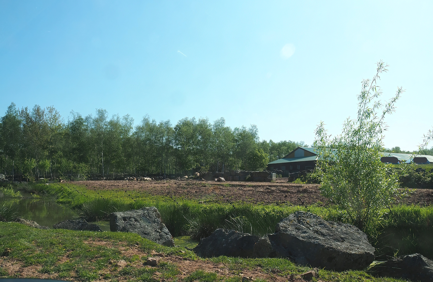 African drive-through safari - Southern white rhinoceros and warthog paddock, 2023-05-19