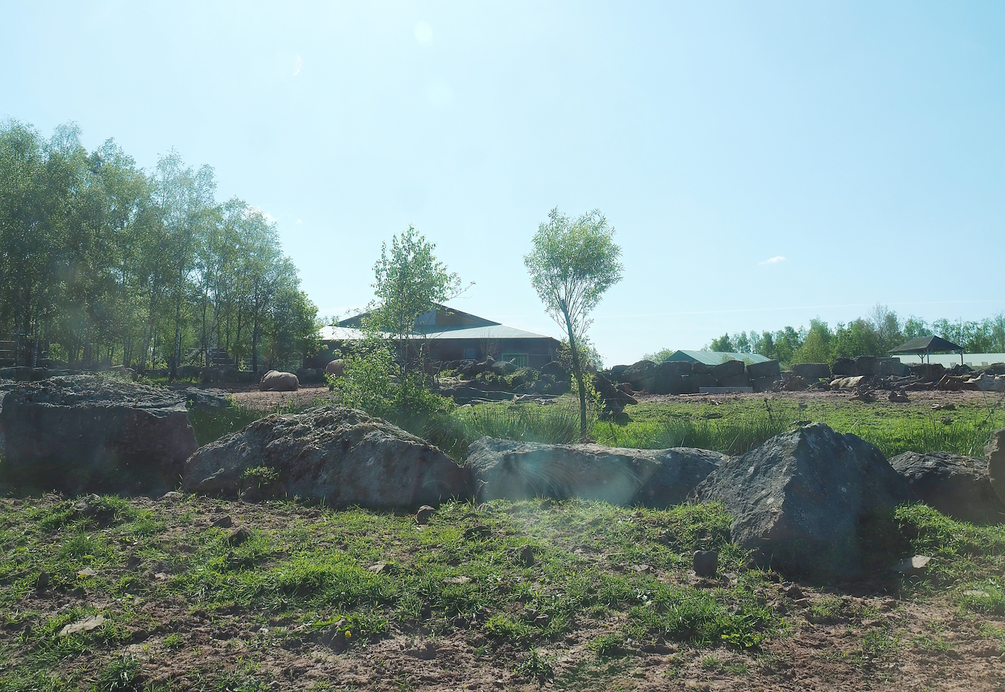 African drive-through safari - Southern white rhinoceros and warthog paddock, 2023-05-19
