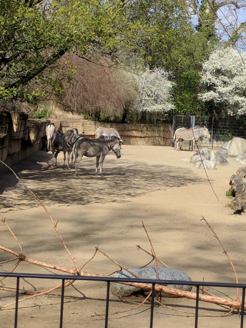 African Dry Savannah Enclosure