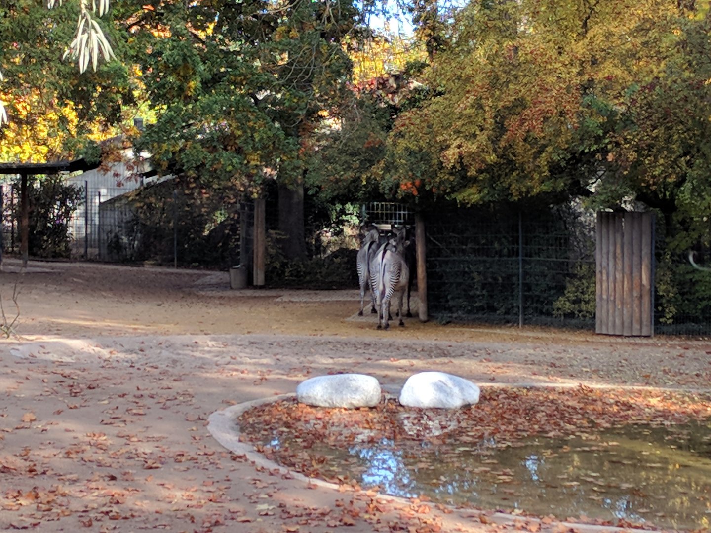 African dry Savannah Enclosure