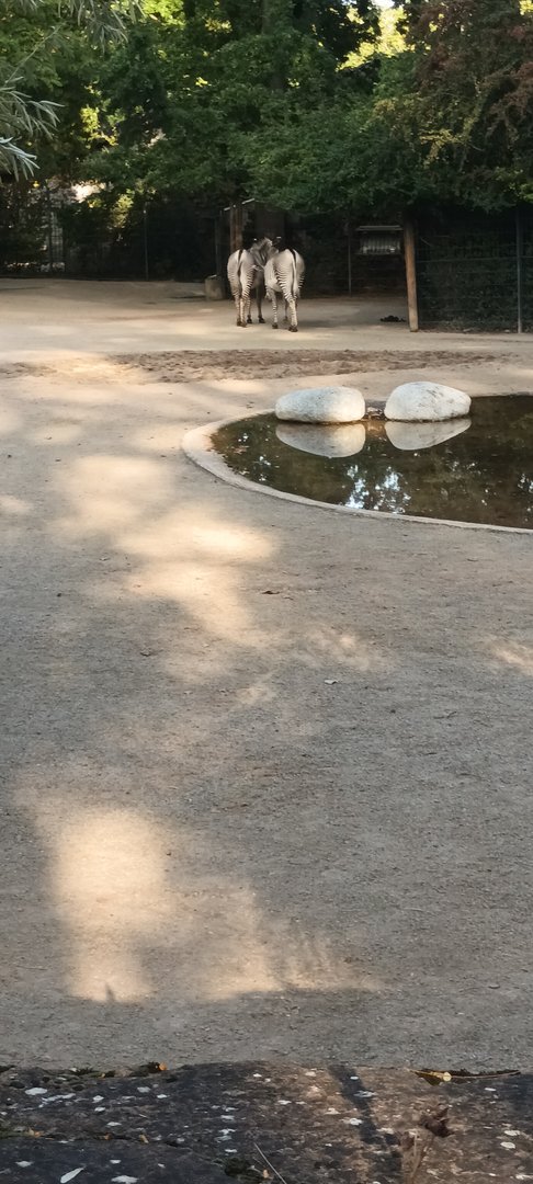 African dry Savannah Enclosure