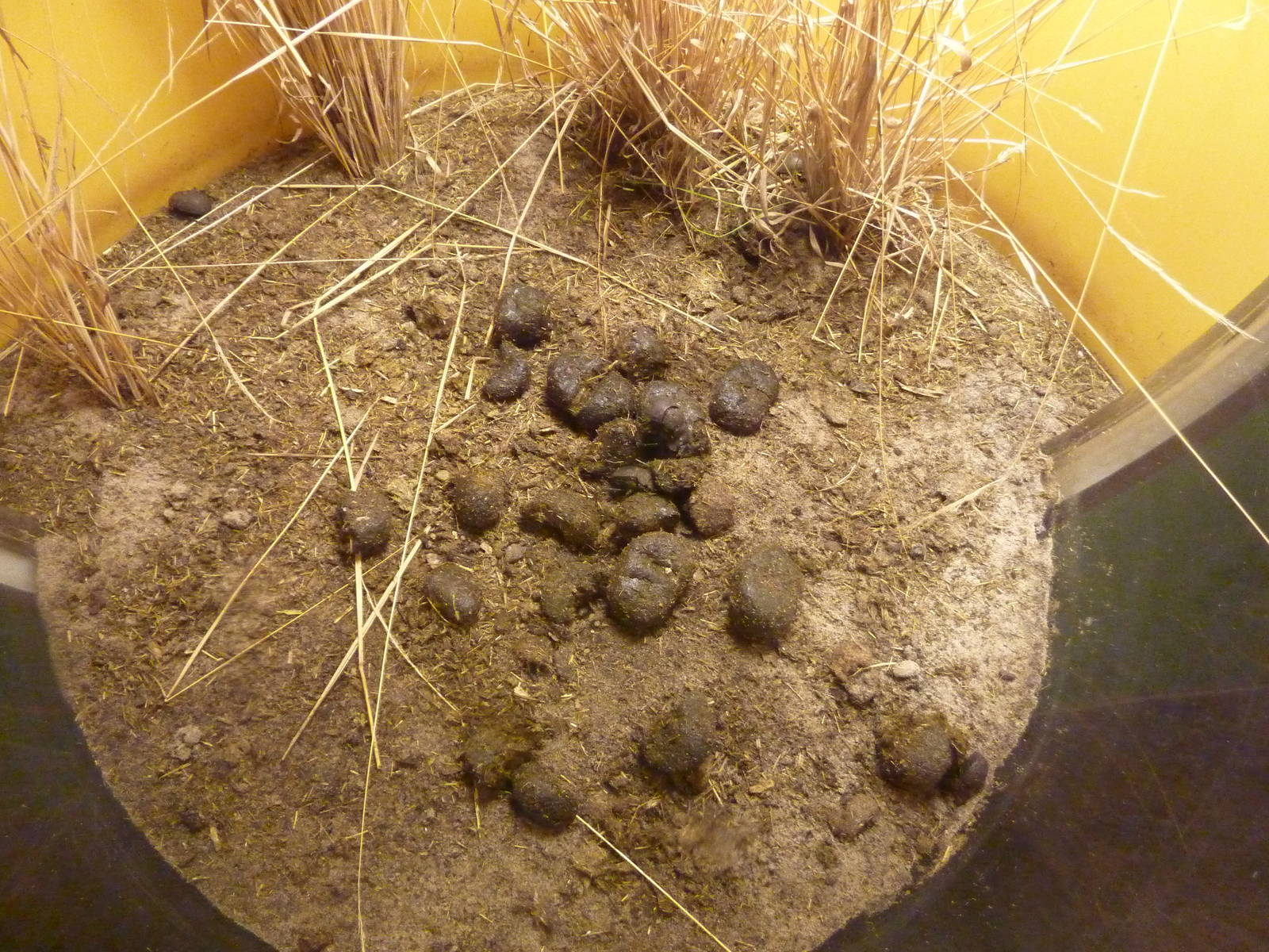 African Dung Beetle Bubble