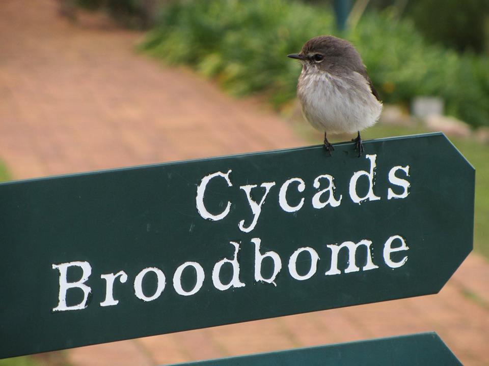 African Dusky Flycatcher