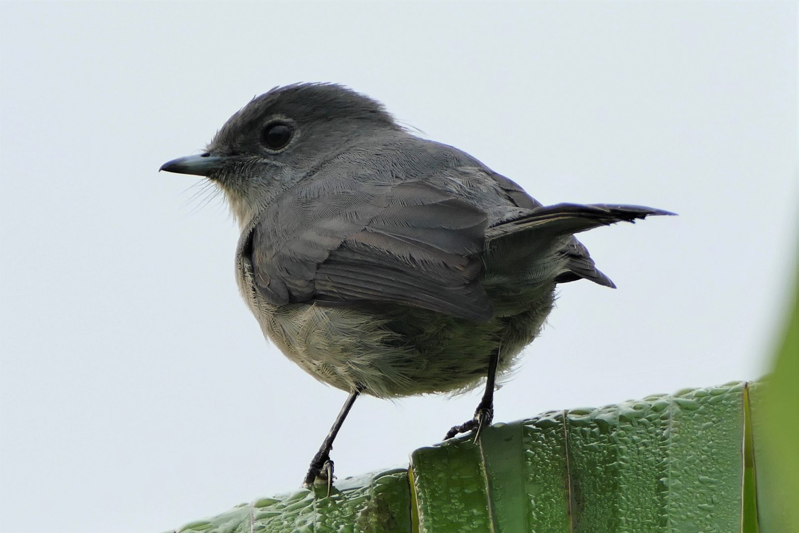 African Dusky Flycatcher