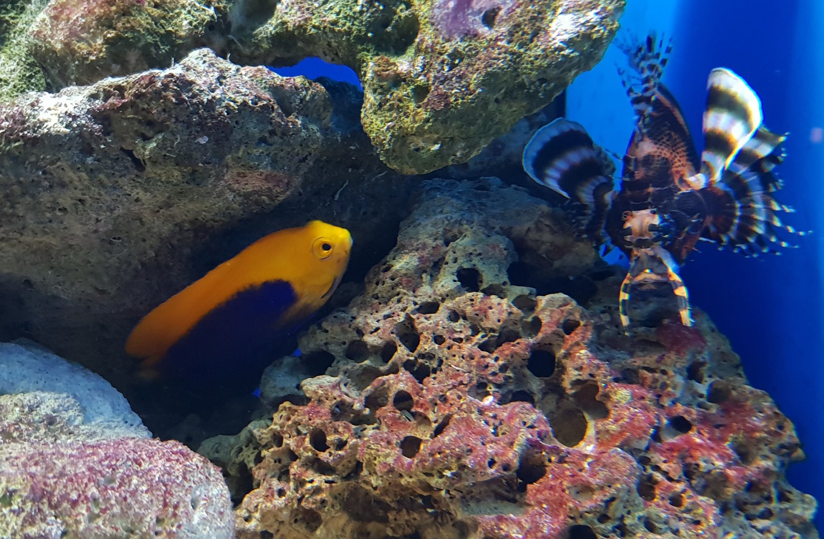 African dwarf angel and Dwarf lionfish