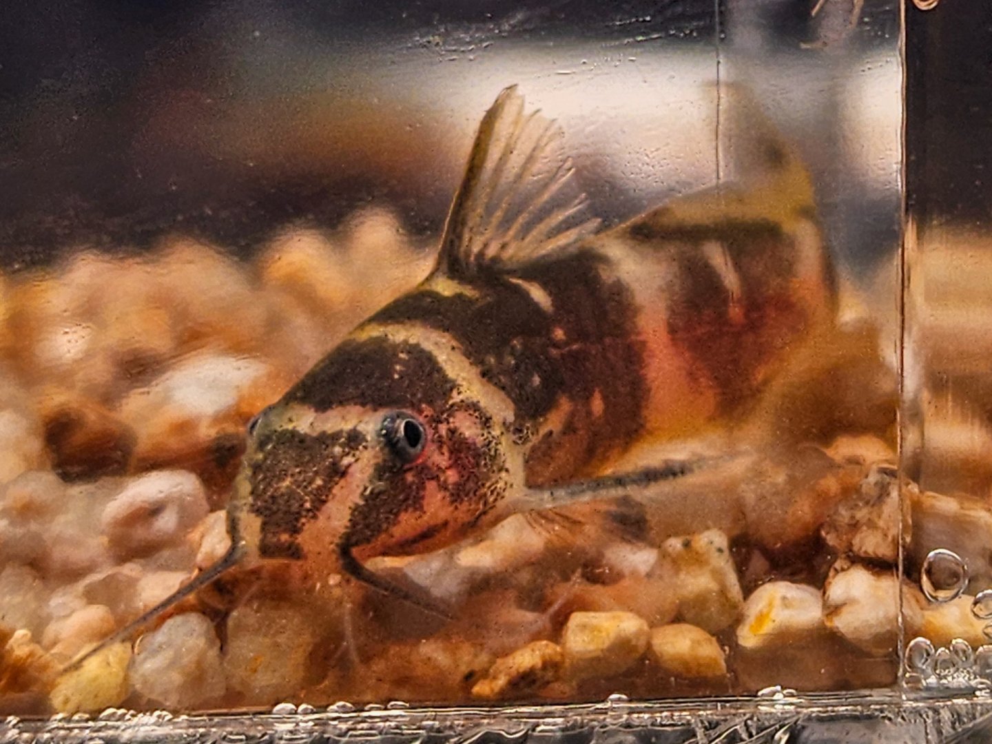 African Dwarf Bumblebee Catfish (Microsynodontis batesii)