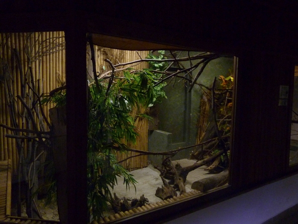 African dwarf croc enclosure