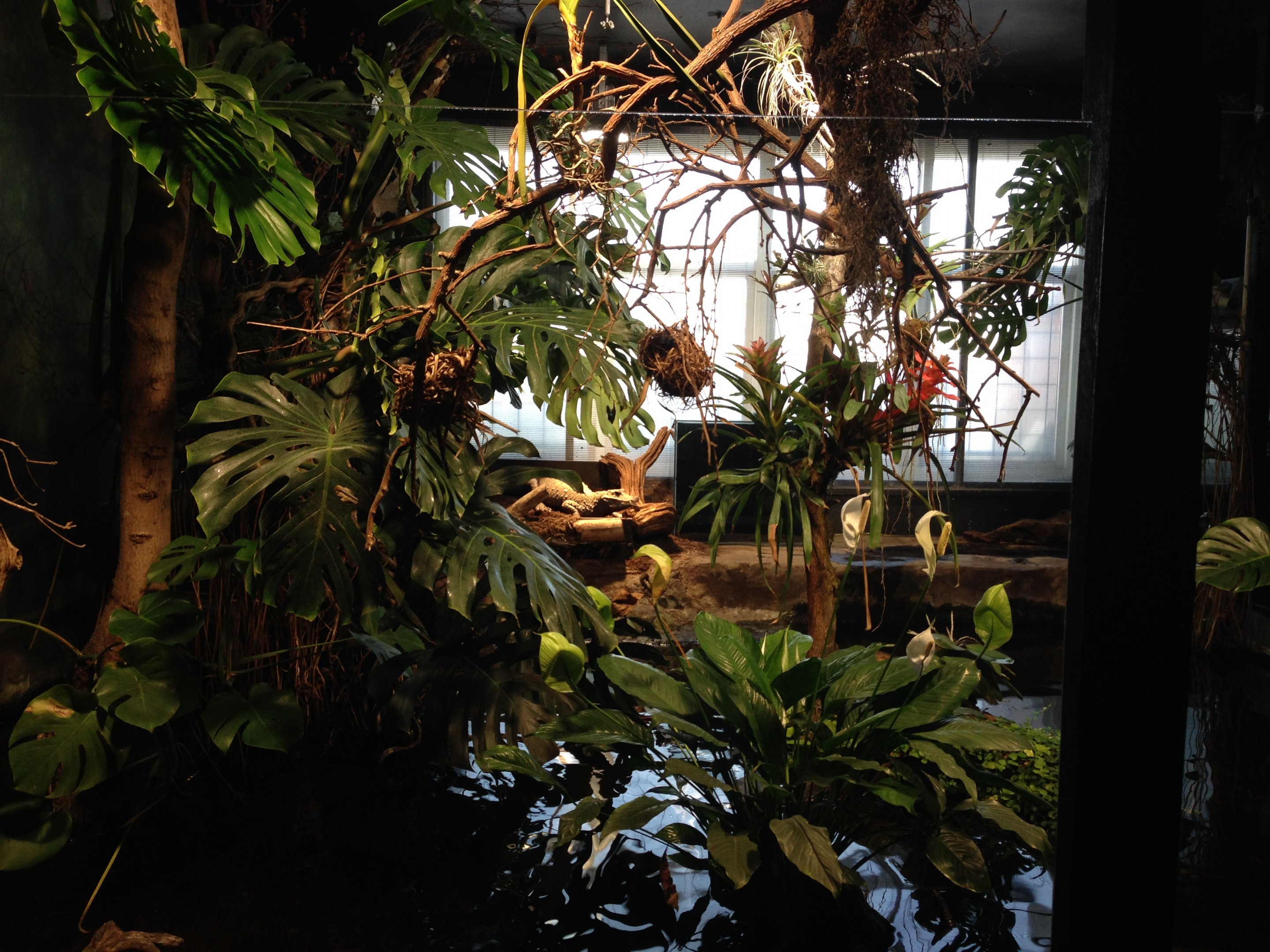 African dwarf crocodile 2016