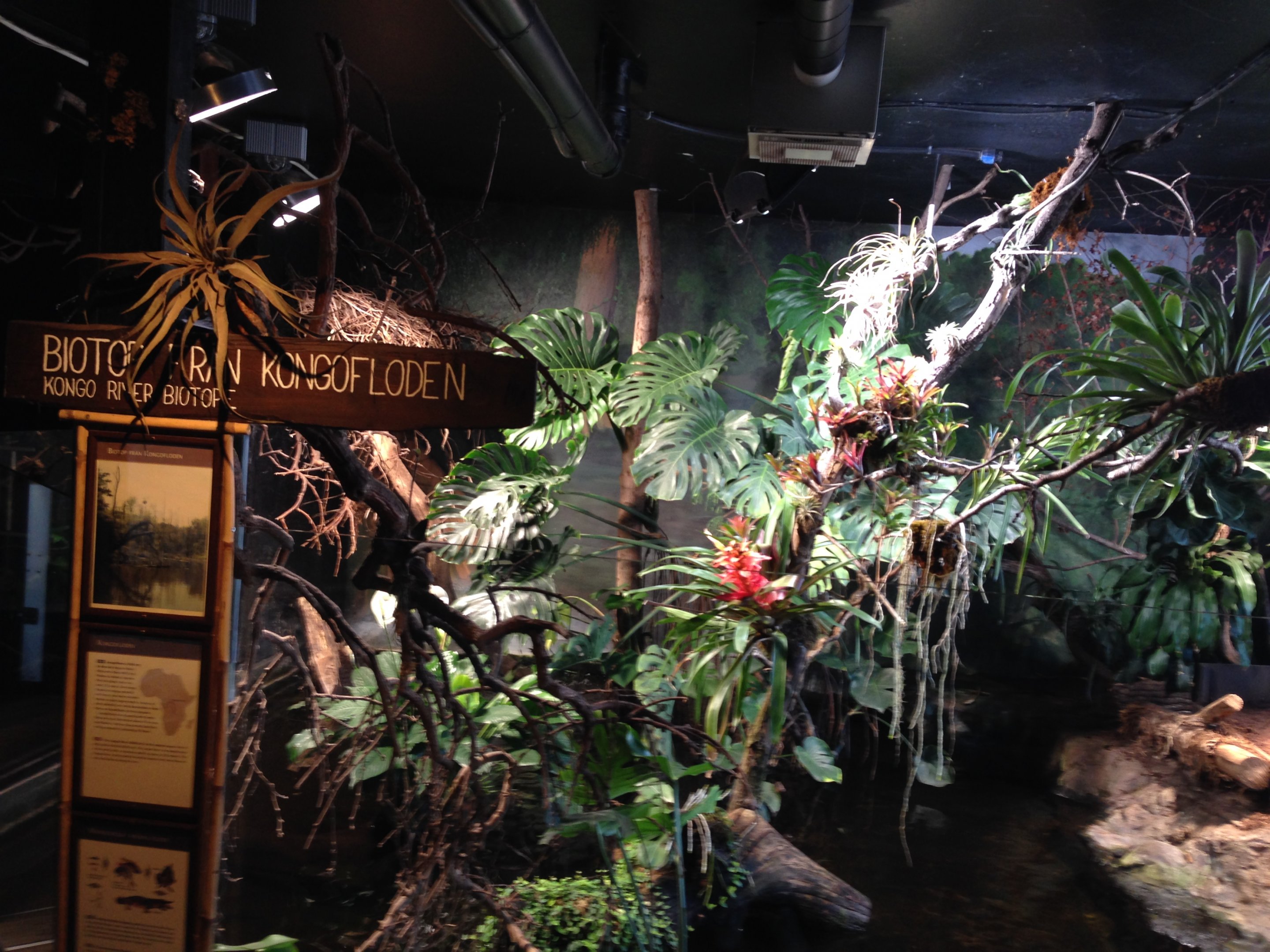 African dwarf crocodile 2016